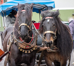 Die Pferde - noch sitzt die Frisur