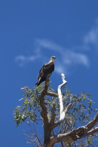Seeadler auf Geäst