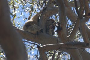 Koala im Geäst