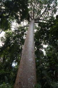Kauri Pinie