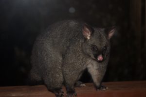 Possum als abendlicher Gast