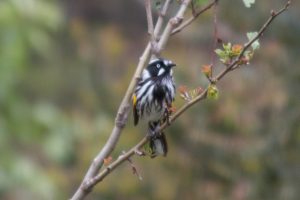 Ein gefiederter Gesell