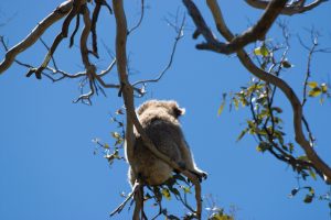 Sitzender Koala
