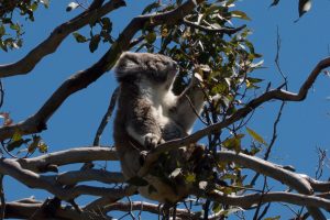 Koala genießt Eukalyptus
