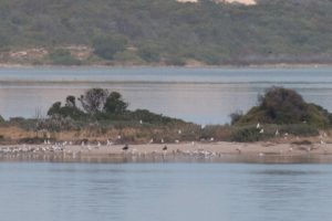 Pelikaninsel vergrößert