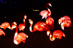 Rosa Flamingos