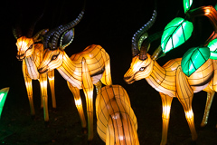 Noch stehen die Antilopen ruhig, doch von links ...