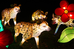 ... nähern sich die Hyänen auf Beutezug