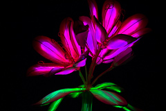 Schöne violette Blüten.