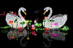 Zwei Schwäne auf dem See. Die sind detlich über zwei Meter hoch!