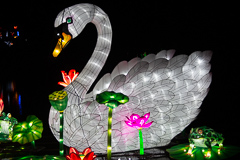 Der rechte dr beiden Schwäne mit den begleitenden Kröten