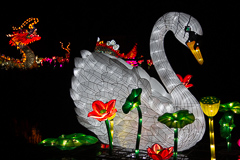 Der linke Schwan mit dem Drachenkopf im Hintergrund