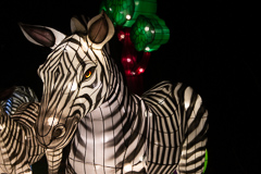 Eine kleine Zebraherde