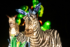 Der Punk in der Zebra-Herde