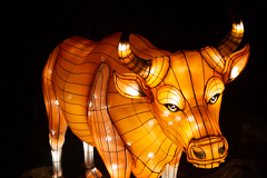 Gehöntes, kuhartiges Vieh