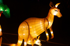 Kängumutter mit Kind im Beutel