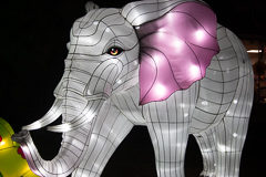 Weißgrauer Elefant mit rosa Ohren und braungelben Augen