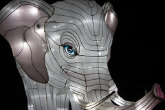 Weißgrauer Elefant mit blauen Augen