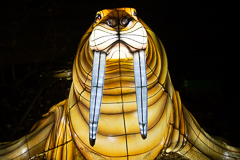 Das Walross zeigt in der Frontalen seine beeindruckende Hauer