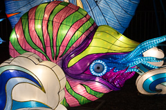 Ein Kopffüßler oder Nautilus