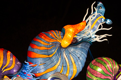 Ein Nautilus beim Fischfang