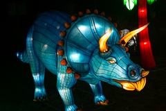 Ein Triceratops Saurier. Harmloser Pflanzenfresser.