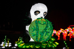 Ein großer Panda vor seiner Leibspeise: Bambus.