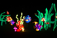 Im Aquarium: Buntes Fischtreiben.