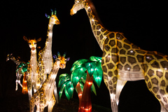 Ein Gruppe Gieraffen