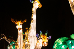 Gieraffen Teilausschnitt: Schauen sie nicht freundlich und interessiert?