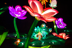 Der absolute Knaller: Der vollkommen relaxte Frosch.