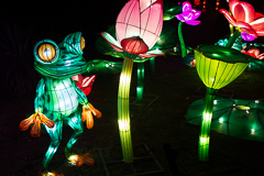 Auch so ein Knaller: Dieser Frosch scheint mir irgendwie zugedröhnt.