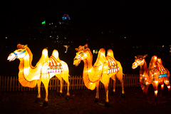 Kamele mit Zaumzeug und Reitdecke