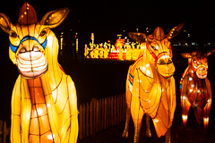 Drei Kamele vor den Terrakotta-Boys