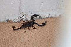 Und dieser Untermieter