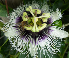 Andere Blüte, andere Biene