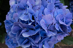 Blaue Hortensie