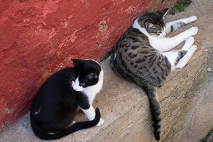 Katzen in Funchal. Im angrenzenden Kanal lagen noch mehr als eine Hand voll