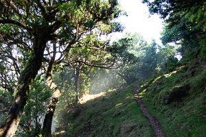 Vor uns der Weg durch den Urwald