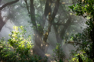 Von durchziehenden Wolken verursachtes mystisches Licht
