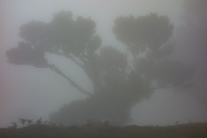Baum im Nebel