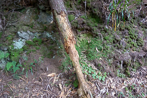 Altes Holz, schon etwas angenagt