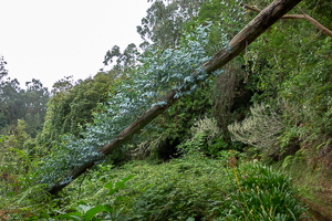 Altes Holz bietet neuem Leben Raum