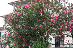 Auch hier im Norden blüht noch was