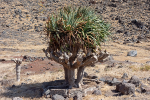 Extra angepfanzt - es gibt kein Wasser hier!