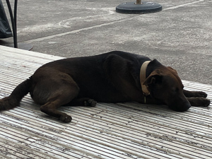 Unser Freund Cao. So lieb und brav, dass auch Andrea ihn ins Herz geschlossen hat