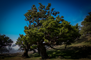 Und zum Abschluss noch ein Prachtexemplar