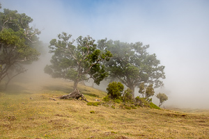 Uralte Bäume auf einer Wiese und die Wolken kommen wieder