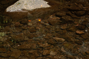 Ein klarer Gebirgsbach. Finde die Fische!