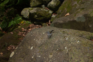 Die Vögel zeigen hier keine große Scheu